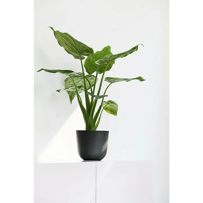 Ecopots Oslo Pflanztopf Mini - Außenmaß (Ø x H): 16 x 13,7 cm, Kunststoff, Dunkelgrau - Zimmerpflanze mit grünen Blättern in einem schwarzen ECOPOTS-Pflanzgefäß, platziert auf einem weißen Möbelstück vor einer weißen Wand.