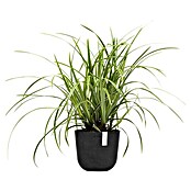 Ecopots Oslo Pflanztopf Mini (Außenmaß (Ø x H): 19 x 16,5 cm, Kunststoff, Dunkelgrau) | BAUHAUS