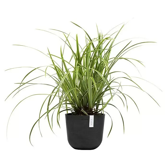 Ecopots Oslo Pflanztopf Mini - Außenmaß (Ø x H): 19 x 16,5 cm, Kunststoff, Dunkelgrau - Buntblättrige Grünpflanze in einem dunkelgrauen, texturierten ECOPOTS Pflanztopf.