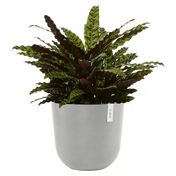 Ecopots Oslo Pflanztopf mit Wasserspeicher - Außenmaß (Ø x H): 45 x 39,4 cm, Kunststoff, Weißgrau - Calathea-Pflanze in einem hellgrauen Topf mit ECOPOTS-Etikett.