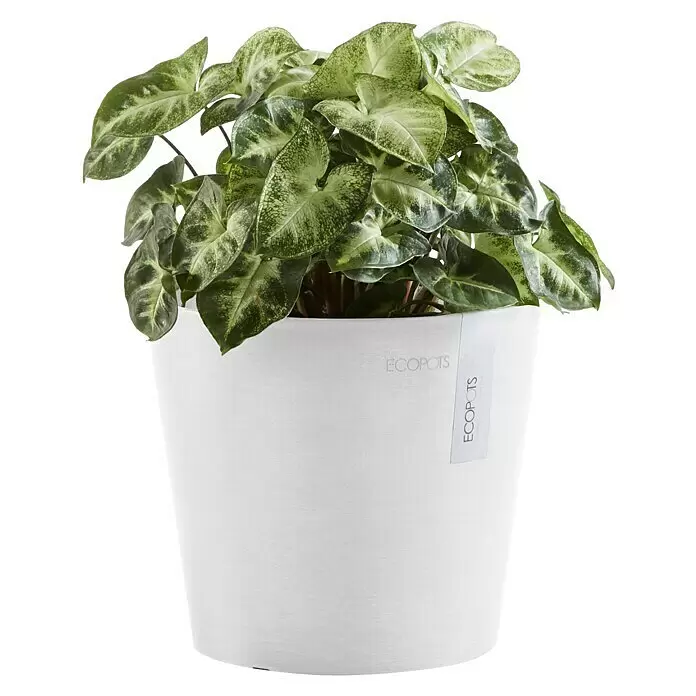 Ecopots Amsterdam Pflanztopf Mini - Außenmaß (Ø x H): 17 x 14,9 cm, Kunststoff, Weiß - Grün-weiß panaschierte Pflanze in einem weißen ECOPOTS Pflanztopf.