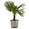 Ecopots Oslo Pflanztopf mit Wasserspeicher (Außenmaß (Ø x H): 35 x 40,5 cm, Kunststoff, Braungrau) | BAUHAUS