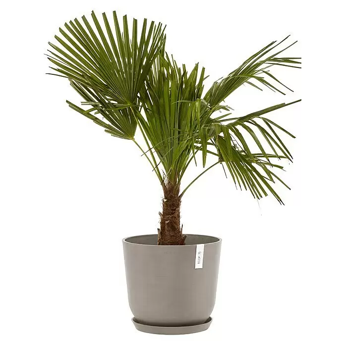 Ecopots Oslo Pflanztopf mit Wasserspeicher - Außenmaß (Ø x H): 35 x 40,5 cm, Kunststoff, Braungrau - Kleine Palme mit grünen fächerförmigen Blättern und braunem Stamm in einem runden grauen Topf mit Untersetzer.