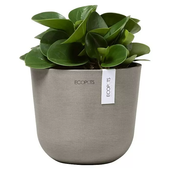 Ecopots Oslo Pflanztopf Mini - Außenmaß (Ø x H): 16 x 13 cm, Kunststoff, Braungrau - Grüne Pflanze in texturiertem grauem ECOPOTS Topf mit Etikett.