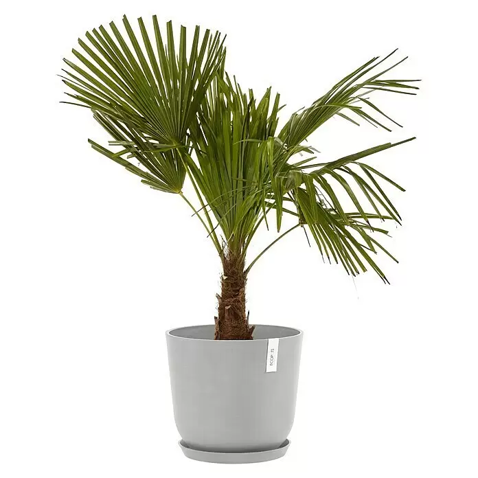 Ecopots Oslo Pflanztopf mit Wasserspeicher - Außenmaß (Ø x H): 35 x 40,5 cm, Kunststoff, Weißgrau - Eine lebendig grüne Palme mit braunem Stamm in einem runden grauen Topf mit passendem Untersetzer.