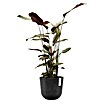 Ecopots Oslo Pflanztopf mit Wasserspeicher (Außenmaß (Ø x H): 25 x 21,4 cm, Kunststoff, Dunkelgrau) | BAUHAUS