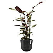 Ecopots Oslo Pflanztopf mit Wasserspeicher (Außenmaß (Ø x H): 25 x 21,8 cm, Kunststoff, Dunkelgrau) | BAUHAUS