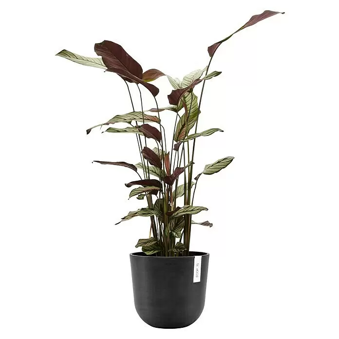 Ecopots Oslo Pflanztopf mit Wasserspeicher - Außenmaß (Ø x H): 25 x 21,4 cm, Kunststoff, Dunkelgrau - Hohe Calathea-Pflanze mit gemusterten grün-dunkelroten Blättern in einem runden, dunkelgrauen Topf.