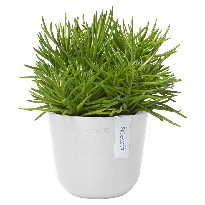 Ecopots Oslo Pflanztopf Mini (Außenmaß (Ø x H): 11,5 x 10 cm, Kunststoff, Weiß) | BAUHAUS