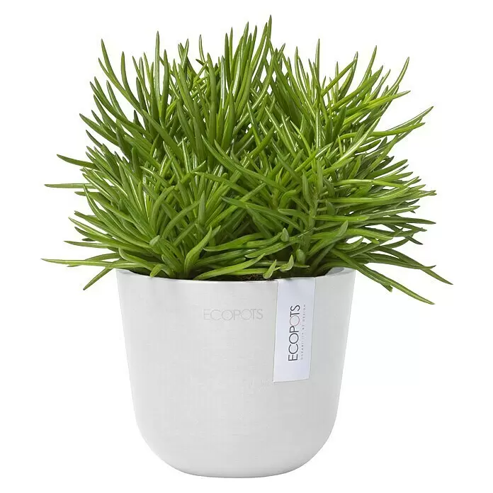 Ecopots Oslo Pflanztopf Mini - Außenmaß (Ø x H): 11,4 x 9,5 cm, Kunststoff, Weiß - Grüne Sukkulente in einem weißen ECOPOTS Pflanzgefäß mit Etikett.