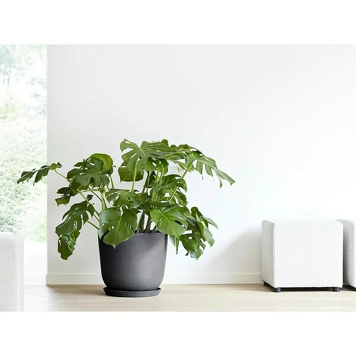 Ecopots Oslo Pflanztopf mit Wasserspeicher - Außenmaß (Ø x H): 45 x 39,4 cm, Kunststoff, Dunkelgrau - Zimmerpflanze Monstera deliciosa in einem grauen Topf auf einem hellen Holzboden, neben weißen Sitzhockern.