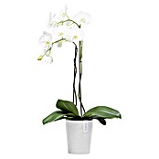 Ecopots Orchideentopf Morinda (Außenmaß (Ø x H): 17 x 19,5 cm, Kunststoff, Weiß) | BAUHAUS