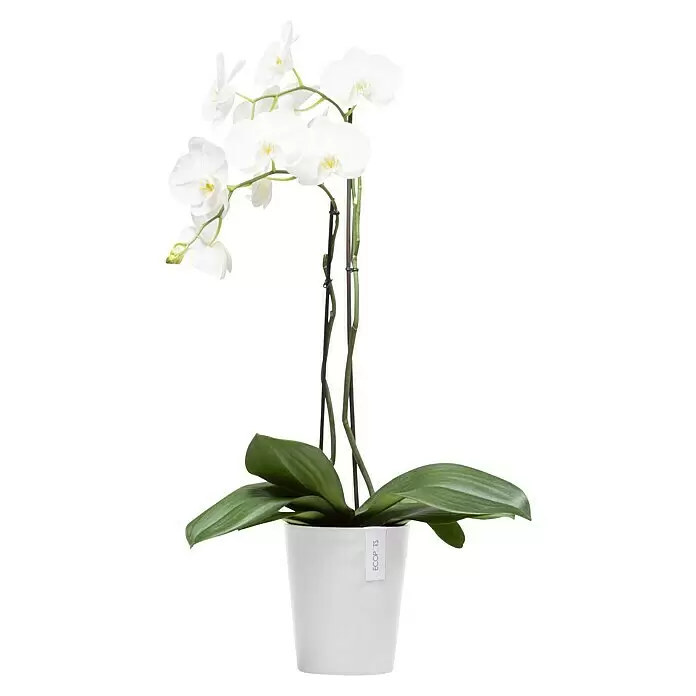 Ecopots Orchideentopf Morinda - Außenmaß (Ø x H): 17,1 x 19,5 cm, Kunststoff, Weiß - Weiße Orchideenpflanze in einem weißen Topf.