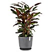 Ecopots Oslo Pflanztopf mit Wasserspeicher (Außenmaß (Ø x H): 35 x 40,5 cm, Kunststoff, Grau) | BAUHAUS
