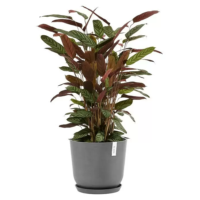 Ecopots Oslo Pflanztopf mit Wasserspeicher - Außenmaß (Ø x H): 35 x 40,5 cm, Kunststoff, Grau - Zimmerpflanze mit panaschierten grünen und rötlich-braunen Blättern in grauem Topf mit Untersetzer.