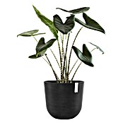 Ecopots Oslo Pflanztopf mit Wasserspeicher (Außenmaß (Ø x H): 45 x 39,2 cm, Kunststoff, Dunkelgrau) | BAUHAUS