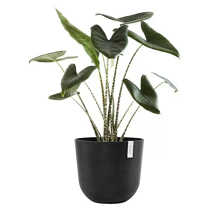Ecopots Oslo Pflanztopf mit Wasserspeicher - Außenmaß (Ø x H): 45 x 39,4 cm, Kunststoff, Dunkelgrau - Grüne Alocasia Zimmerpflanze mit Zebrastreifen-Stängeln in einem dunklen, matten Topf.