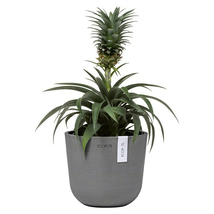 Ecopots Oslo Pflanztopf Mini (Außenmaß (Ø x H): 16 x 14 cm, Kunststoff, Grau) | BAUHAUS