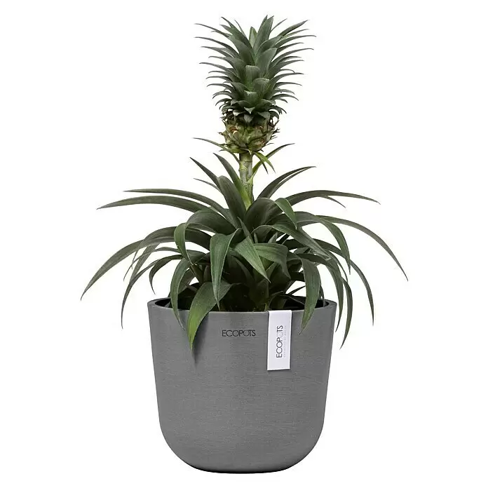 Ecopots Oslo Pflanztopf Mini - Außenmaß (Ø x H): 16 x 13,7 cm, Kunststoff, Grau - Kleine Ananaspflanze mit junger Frucht und grünen, stacheligen Blättern in einem strukturierten grauen ECOPOTS Pflanzgefäß.
