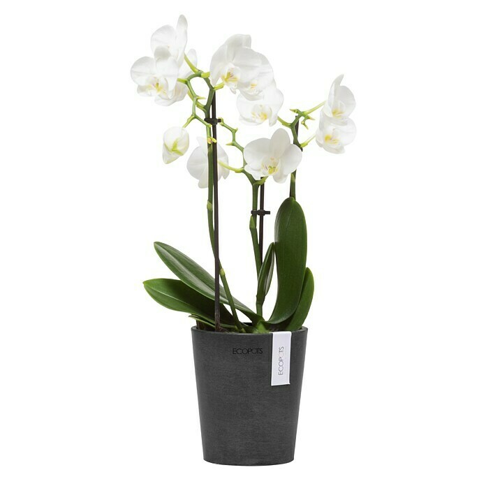 Ecopots Orchideentopf Morinda (Außenmaß (Ø x H): 11 x 12,5 cm, Kunststoff, Dunkelgrau) | BAUHAUS