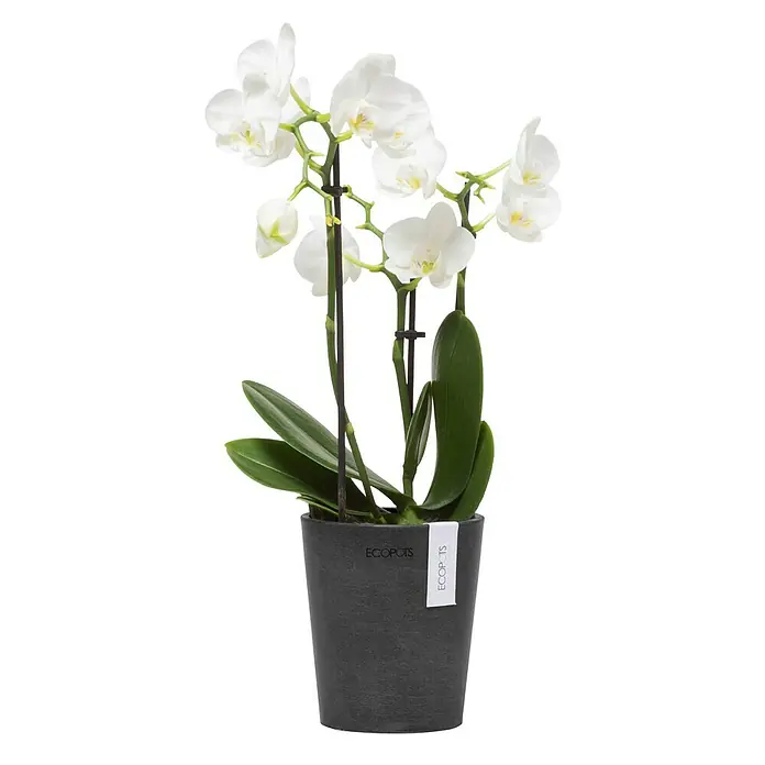 Ecopots Orchideentopf Morinda - Außenmaß (Ø x H): 11 x 12,5 cm, Kunststoff, Dunkelgrau - Nahaufnahme einer Topfpflanze mit einer weißen Orchidee, die in einem grauen Ecopots-Topf steht und eine elegante Dekoration darstellt.