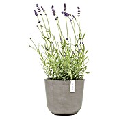 Ecopots Oslo Pflanztopf Mini (Außenmaß (Ø x H): 19 x 16,5 cm, Kunststoff, Braungrau) | BAUHAUS