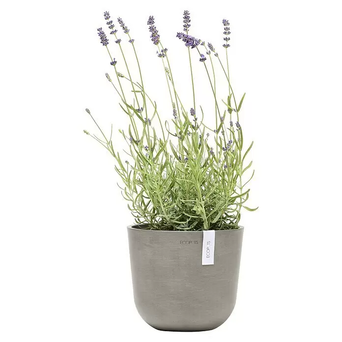 Ecopots Oslo Pflanztopf Mini - Außenmaß (Ø x H): 19 x 16,5 cm, Kunststoff, Braungrau - Topf-Lavendelpflanze mit lila Blüten und grünem Laub in einem runden, grauen, texturierten Topf mit ECOPOTS-Etikett.