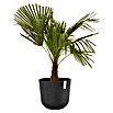 Ecopots Oslo Pflanztopf mit Wasserspeicher (Außenmaß (Ø x H): 35 x 40,5 cm, Kunststoff, Dunkelgrau) | BAUHAUS
