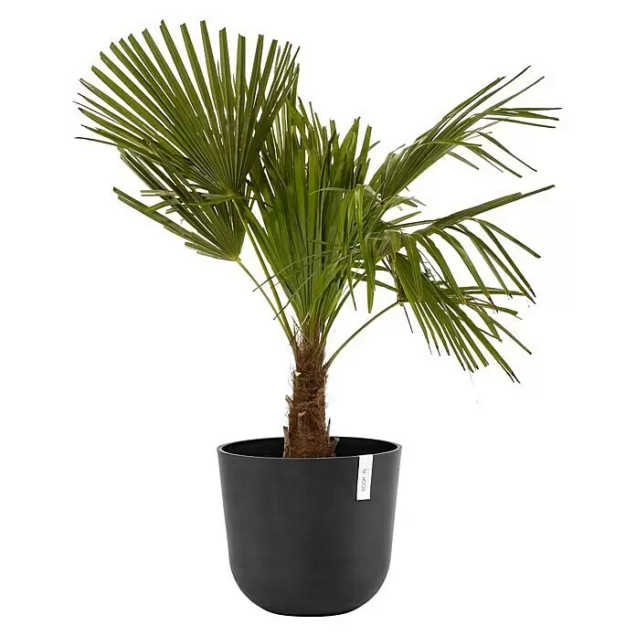 Ecopots Oslo Pflanztopf mit Wasserspeicher - Außenmaß (Ø x H): 35 x 40,5 cm, Kunststoff, Dunkelgrau - Eine kleine grüne Palme mit braunem Stamm in einem runden, dunkelgrauen ECOPOTS Pflanzgefäß.