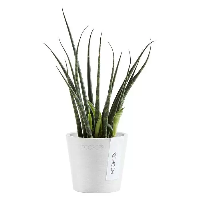 Ecopots Amsterdam Pflanztopf Mini - Außenmaß (Ø x H): 8 x 7 cm, Kunststoff, Weiß - Sansevieria Cylindrica Pflanze in einem weißen ECOPOTS Übertopf.