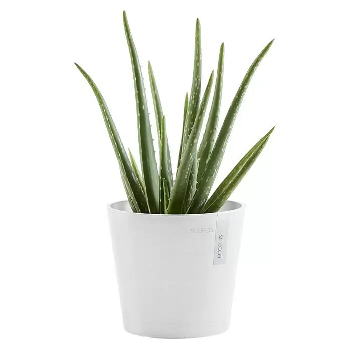 Ecopots Amsterdam Pflanztopf Mini - Außenmaß (Ø x H): 17 x 14,9 cm, Kunststoff, Weiß - Eine lebendige grüne Aloe Vera Pflanze in einem einfachen weißen Topf.