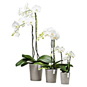 Ecopots Orchideentopf Morinda (Außenmaß (Ø x H): 17 x 19,5 cm, Kunststoff, Braungrau) | BAUHAUS