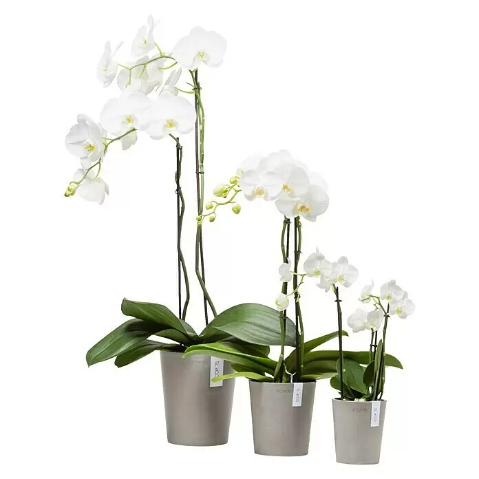 Ecopots Orchideentopf Morinda - Außenmaß (Ø x H): 17,1 x 19,5 cm, Kunststoff, Braungrau - Drei weiße Orchideenpflanzen mit grünen Blättern in grauen Töpfen.
