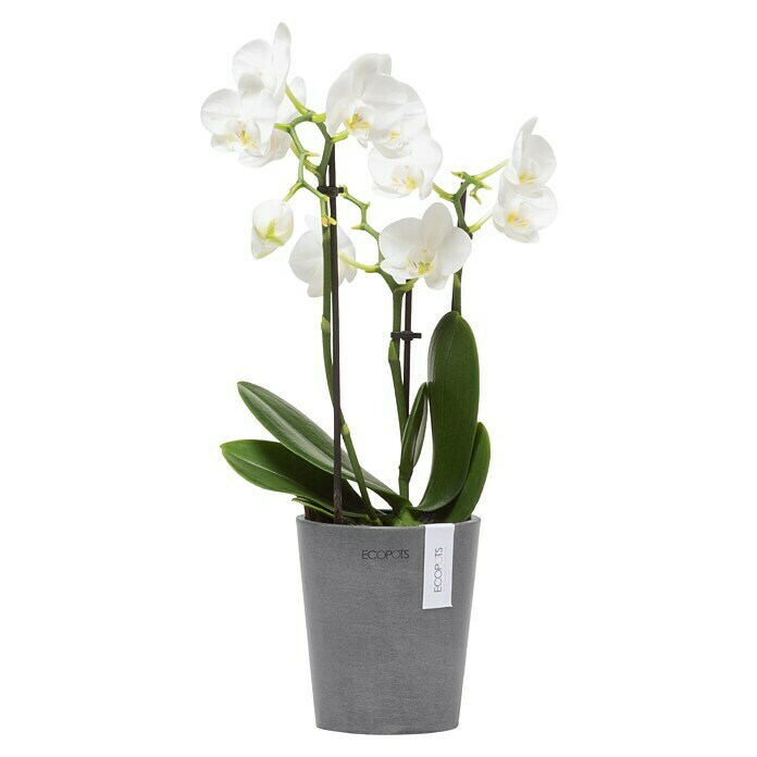 Ecopots Orchideentopf Morinda (Außenmaß (Ø x H): 11 x 12,5 cm, Kunststoff, Grau) | BAUHAUS