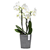 Ecopots Orchideentopf Morinda (Außenmaß (Ø x H): 11 x 12,5 cm, Kunststoff, Grau) | BAUHAUS