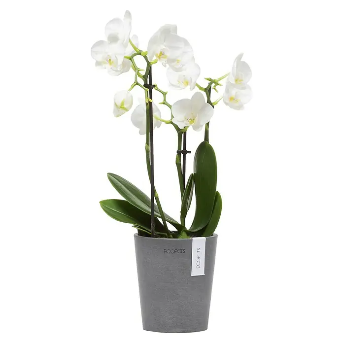 Ecopots Orchideentopf Morinda - Außenmaß (Ø x H): 11 x 12,5 cm, Kunststoff, Grau - Nahaufnahme einer weißen Orchidee in einem grauen ECOPOTS-Topf, die Eleganz und natürliche Schönheit für jede Einrichtung bietet.