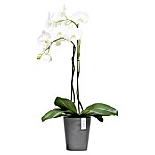 Ecopots Orchideentopf Morinda (Außenmaß (Ø x H): 17 x 19,5 cm, Kunststoff, Grau) | BAUHAUS