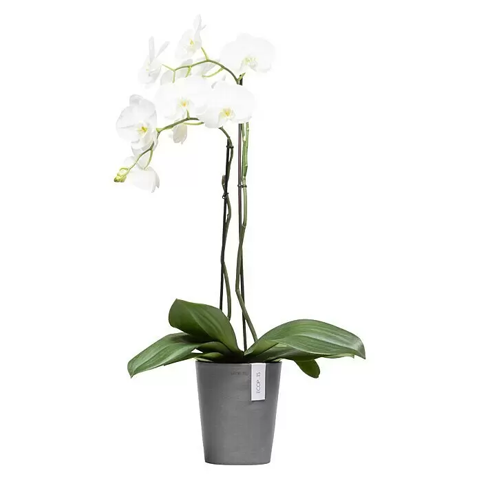 Ecopots Orchideentopf Morinda - Außenmaß (Ø x H): 17,1 x 19,5 cm, Kunststoff, Grau - Weiße Orchidee mit grünen Blättern und Stielen in einem minimalistischen grauen Topf.