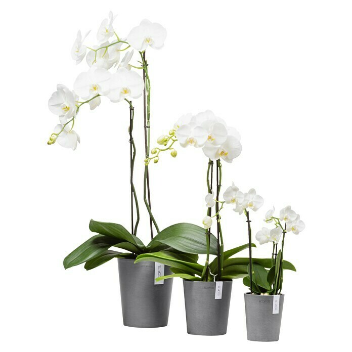 Ecopots Orchideentopf Morinda (Außenmaß (Ø x H): 11 x 12,5 cm, Kunststoff, Grau) | BAUHAUS