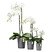 Ecopots Orchideentopf Morinda (Außenmaß (Ø x H): 11 x 12,5 cm, Kunststoff, Grau) | BAUHAUS