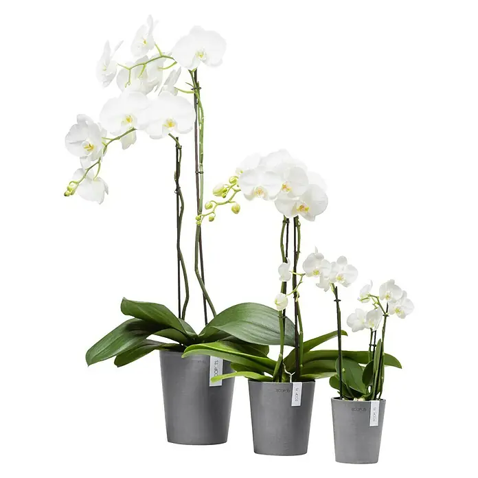 Ecopots Orchideentopf Morinda - Außenmaß (Ø x H): 11 x 12,5 cm, Kunststoff, Grau - Elegante weiße Orchideen in grauen Töpfen, ideal für eine stilvolle Dekoration. Die Pflanzen bringen Frische und Ruhe in jeden Raum.
