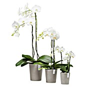 Ecopots Orchideentopf Morinda (Außenmaß (Ø x H): 11 x 12,5 cm, Kunststoff, Braungrau) | BAUHAUS