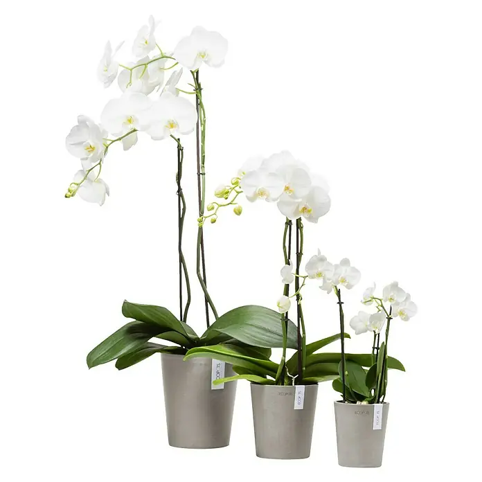 Ecopots Orchideentopf Morinda - Außenmaß (Ø x H): 11 x 12,5 cm, Kunststoff, Braungrau - Drei weiße Orchideen in abgestuften Töpfen. Die eleganten Orchideen blühen in reiner Schönheit und bringen Ruhe in jeden Raum.