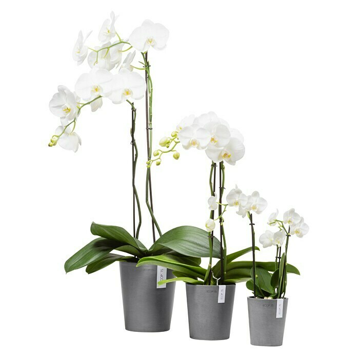 Ecopots Orchideentopf Morinda (Außenmaß (Ø x H): 17 x 19,5 cm, Kunststoff, Grau) | BAUHAUS