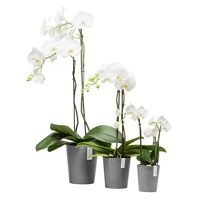 Ecopots Orchideentopf Morinda - Außenmaß (Ø x H): 17,1 x 19,5 cm, Kunststoff, Grau - Drei weiße Orchideen mit grünen Blättern in grauen ECOPOTS Pflanzgefäßen.