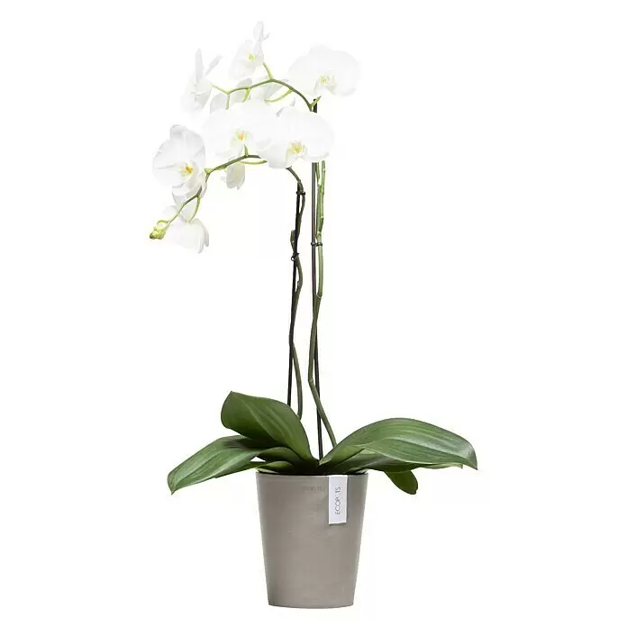 Ecopots Orchideentopf Morinda - Außenmaß (Ø x H): 17,1 x 19,5 cm, Kunststoff, Braungrau - Eine weiße Orchidee mit grünen Blättern und Stielen in einem grauen Topf.