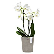 Ecopots Orchideentopf Morinda (Außenmaß (Ø x H): 11 x 12,5 cm, Kunststoff, Braungrau) | BAUHAUS