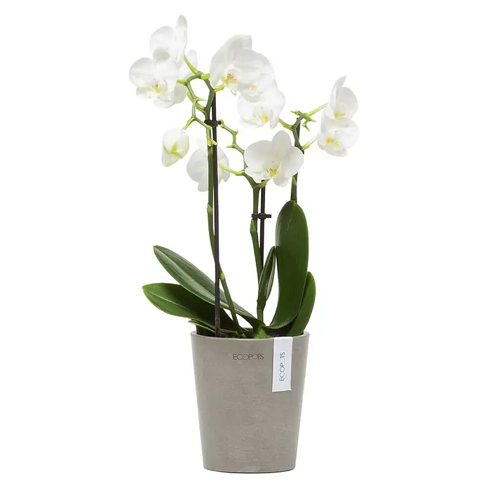 Ecopots Orchideentopf Morinda - Außenmaß (Ø x H): 11 x 12,5 cm, Kunststoff, Braungrau - Elegante weiße Orchidee im grauen ECOPOTS-Topf, ein stilvolles Deko-Element. Die Blüten sind zart und anmutig, ideal für jeden Raum.