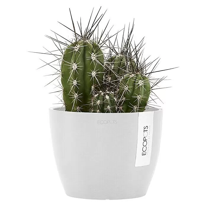Ecopots Pflanztopf Stockholm - Außenmaß (Ø x H): 16,2 x 12 cm, Kunststoff, Weiß - Ein grüner Kaktus mit langen dunklen Stacheln in einem weißen Ecopots-Pflanzgefäß mit Etikett.