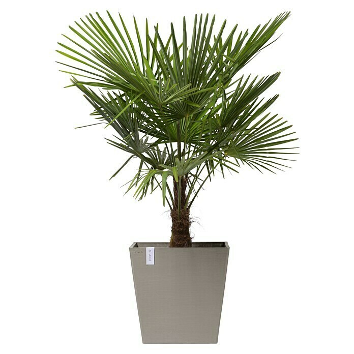 Ecopots Rotterdam Pflanzkasten mit Rollen (Außenmaß (L x B x H): 50,2 x 50,2 x 49,5 cm, Kunststoff, Braungrau) | BAUHAUS